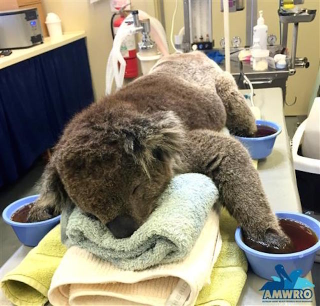Illustration for article titled A Koala Soaks His Paws After Being Rescued From A Bush Fire
